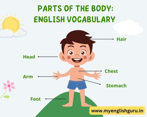 Parts of the Body: English Vocabulary 